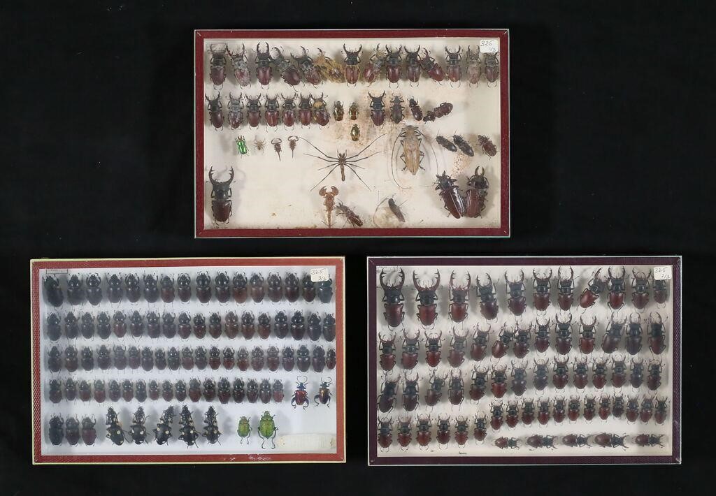 COLLECTION OF STAG BEETLE OTHER 3c8730