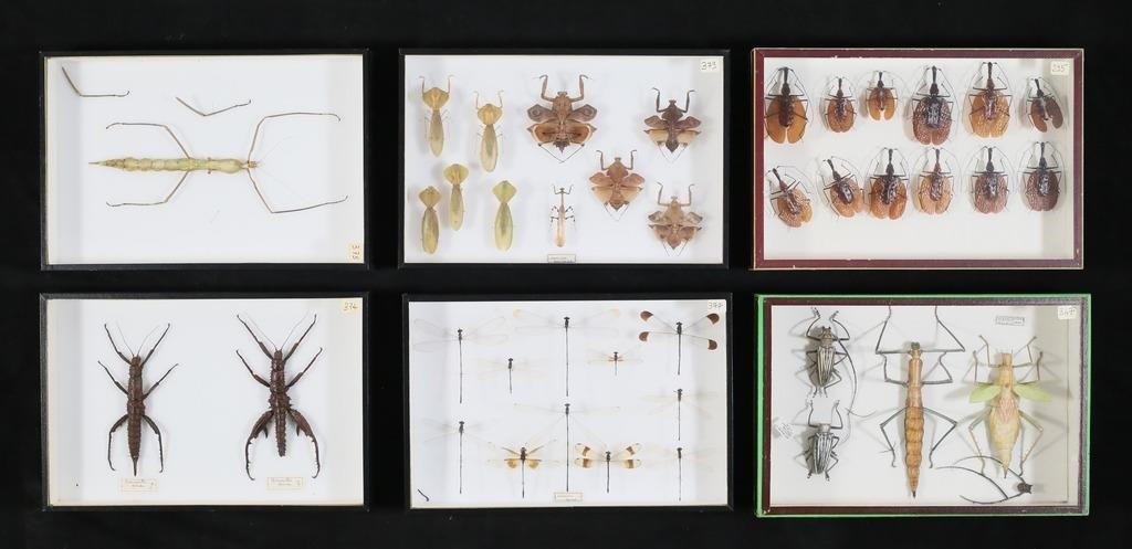 COLLECTION OF INSECT SPECIMENS6