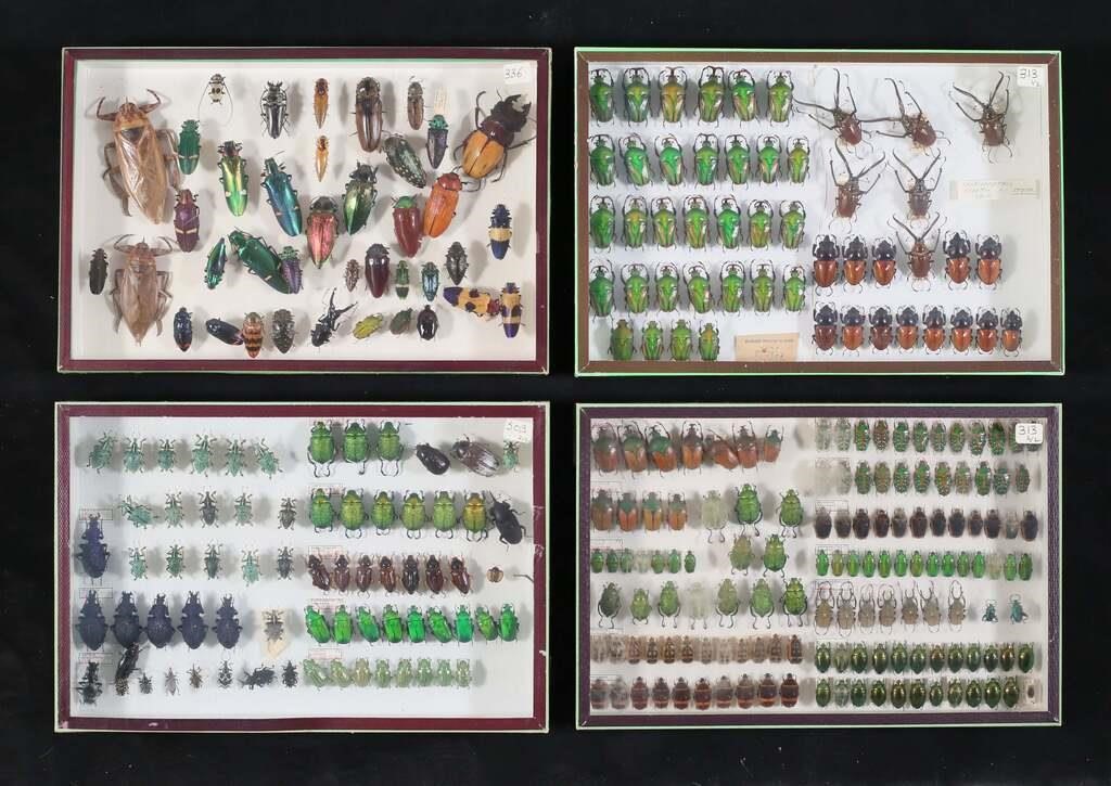 LOT OF BEETLE OTHER INSECT SPECIMENS4 3c8729