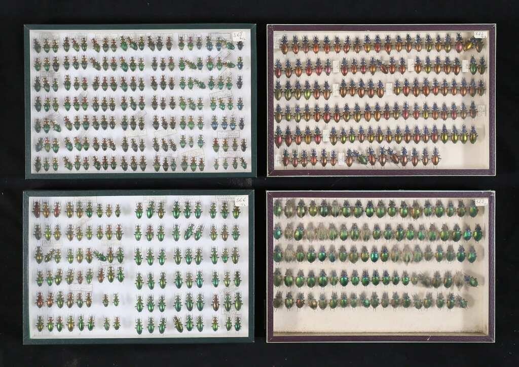 LOT OF METALLIC OTHER BEETLE 3c872a