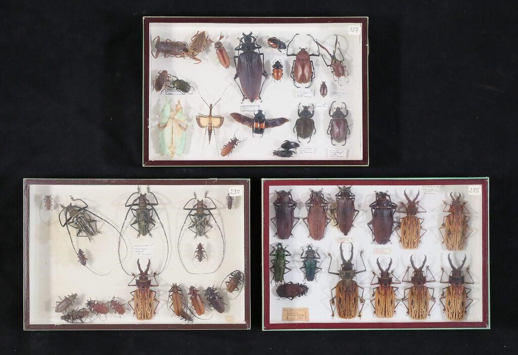 COLLECTION OF BEETLE OTHER INSECT 3c8733