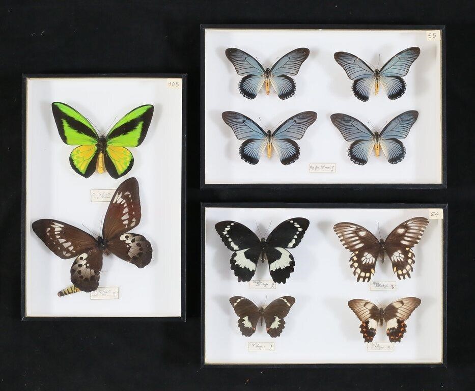 COLLECTION OF BUTTERFLY SPECIMENS3 3c8734