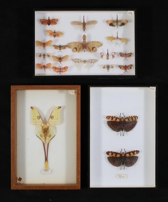 COLLECTION OF MOTH OTHER INSECT 3c8735