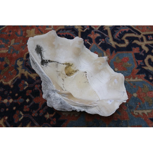 Large clam shell, approx 60cm x 40cm