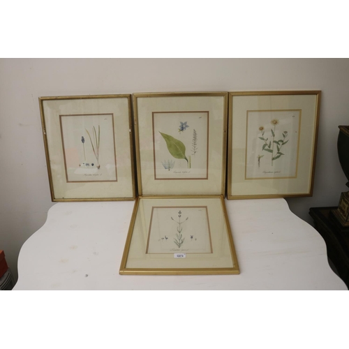 Four antique early German botanical