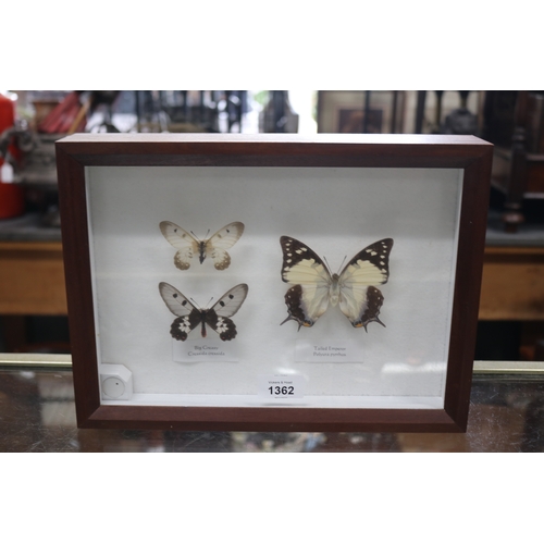 Shadow framed butterflies approx 3c91c0