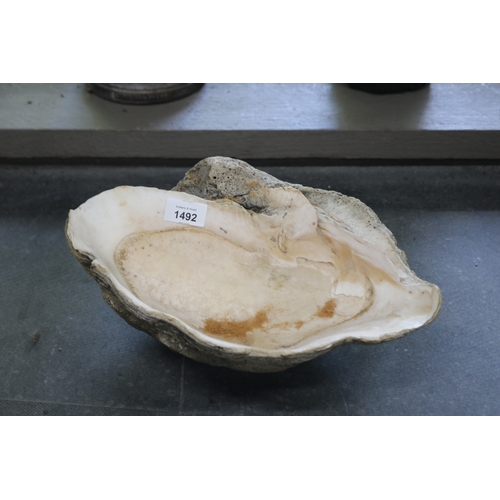 Clam shell, approx 15cm H x 14cm x 26cm