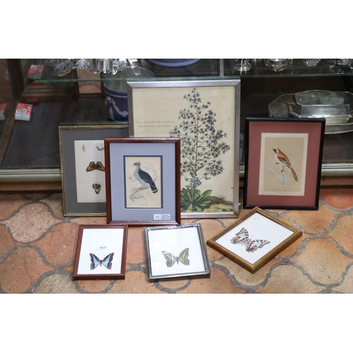 Selection of butterfly prints,