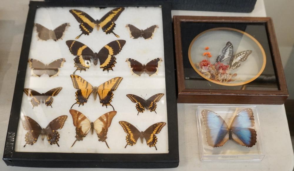 GROUP OF BUTTERFLY SPECIMEN DISPLAYSGroup