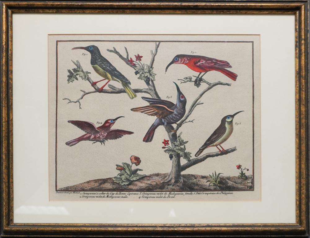 ORNITHOLOGICAL AND COLORED ENGRAVING,