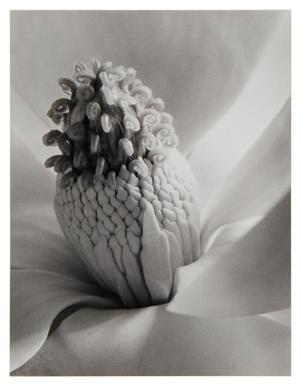 IMOGEN CUNNINGHAM 1883 1976  3c739b