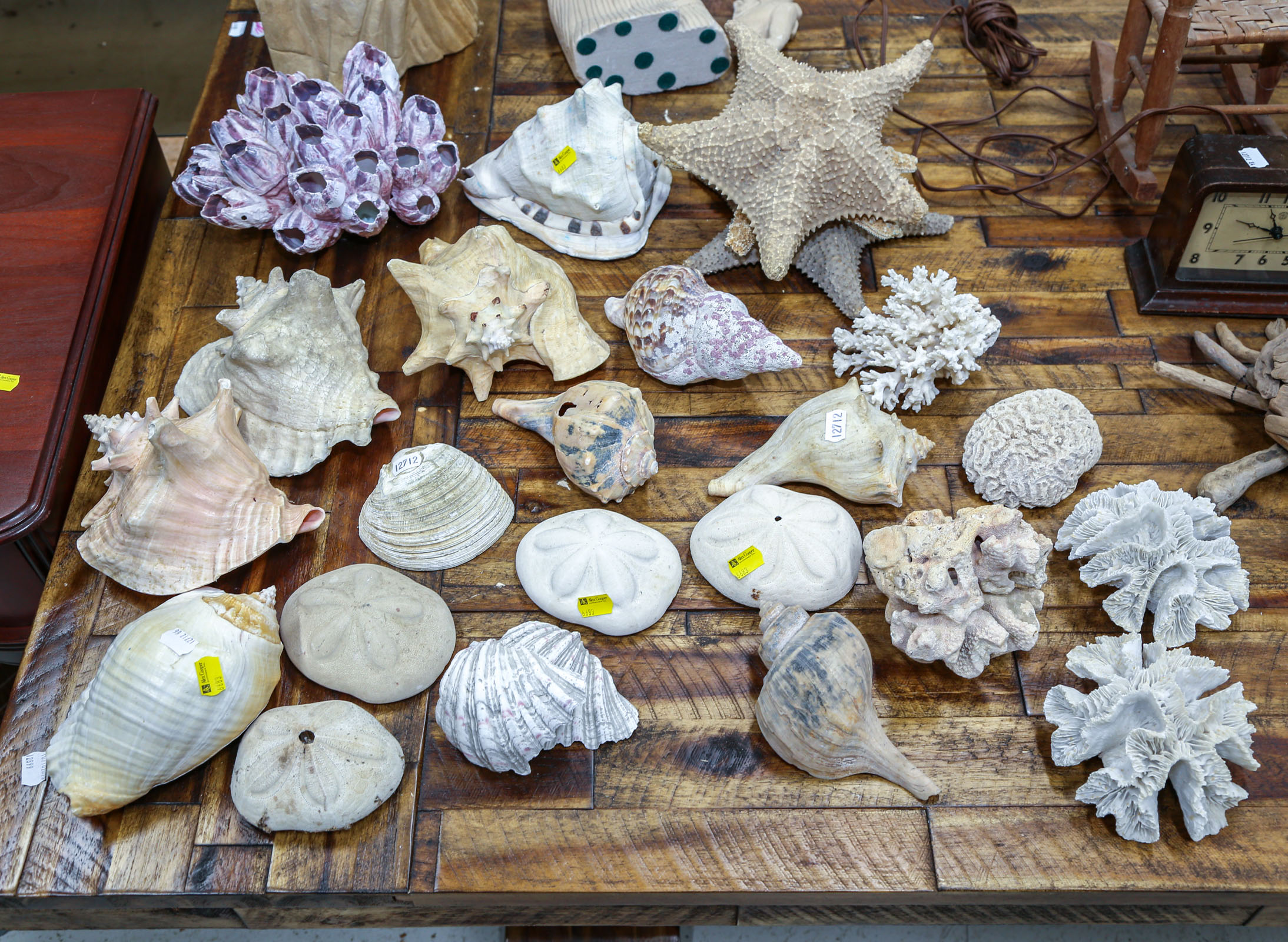 SELECTION OF LARGE SEA SHELLS,