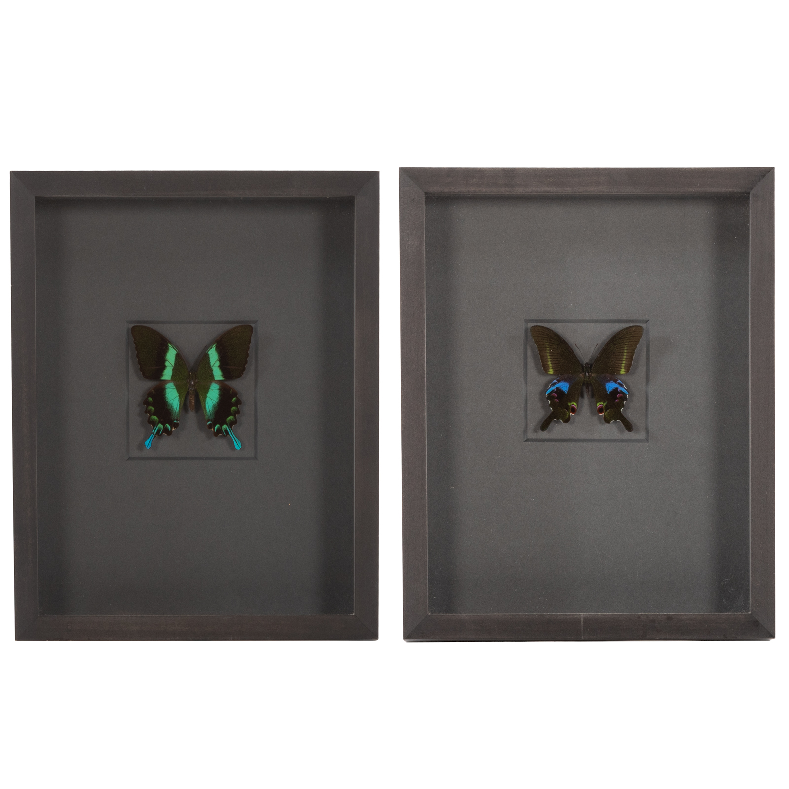 TWO FRAMED BUTTERFLIES 1.) "Lime