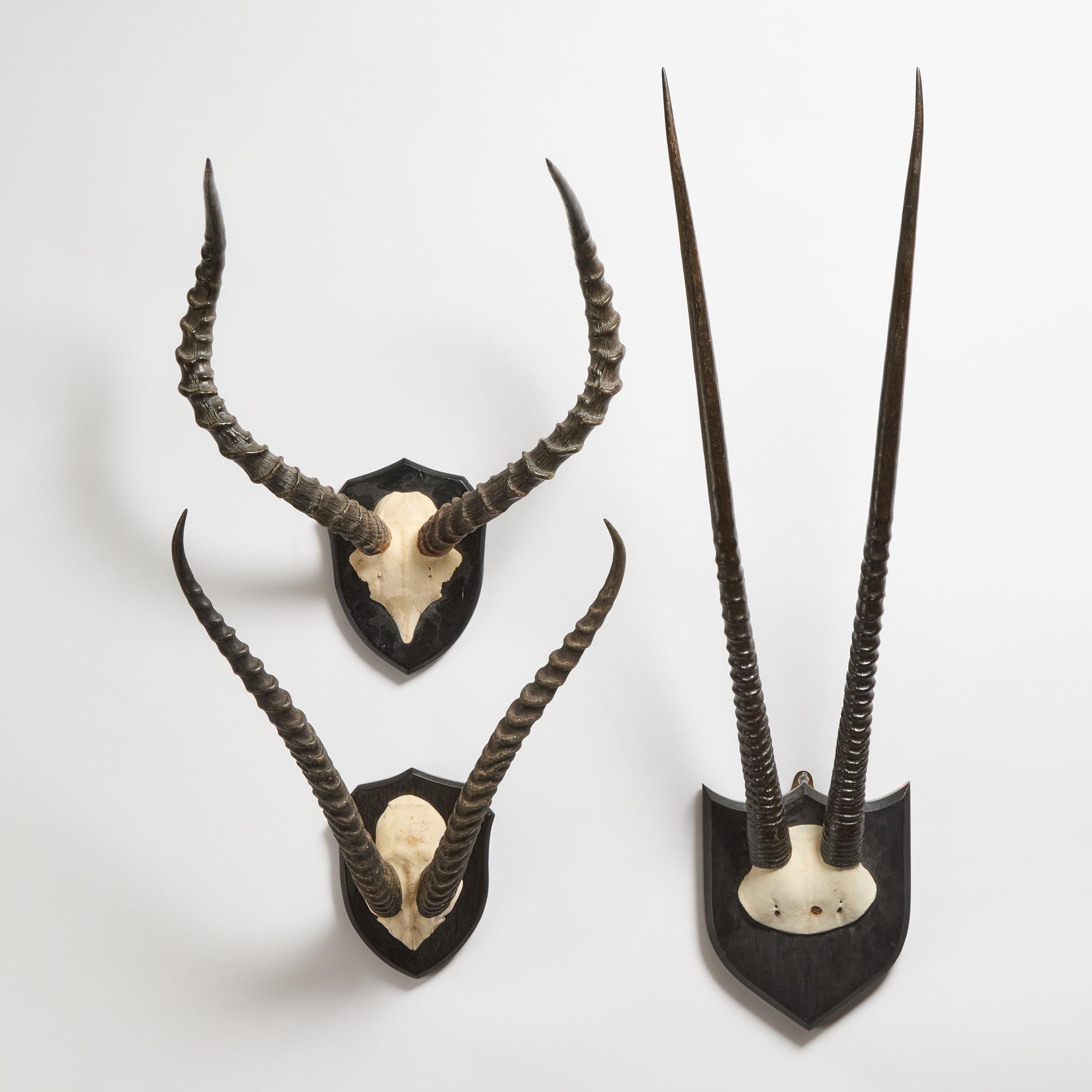 Two Pairs of Gazelle Horns and a Pair