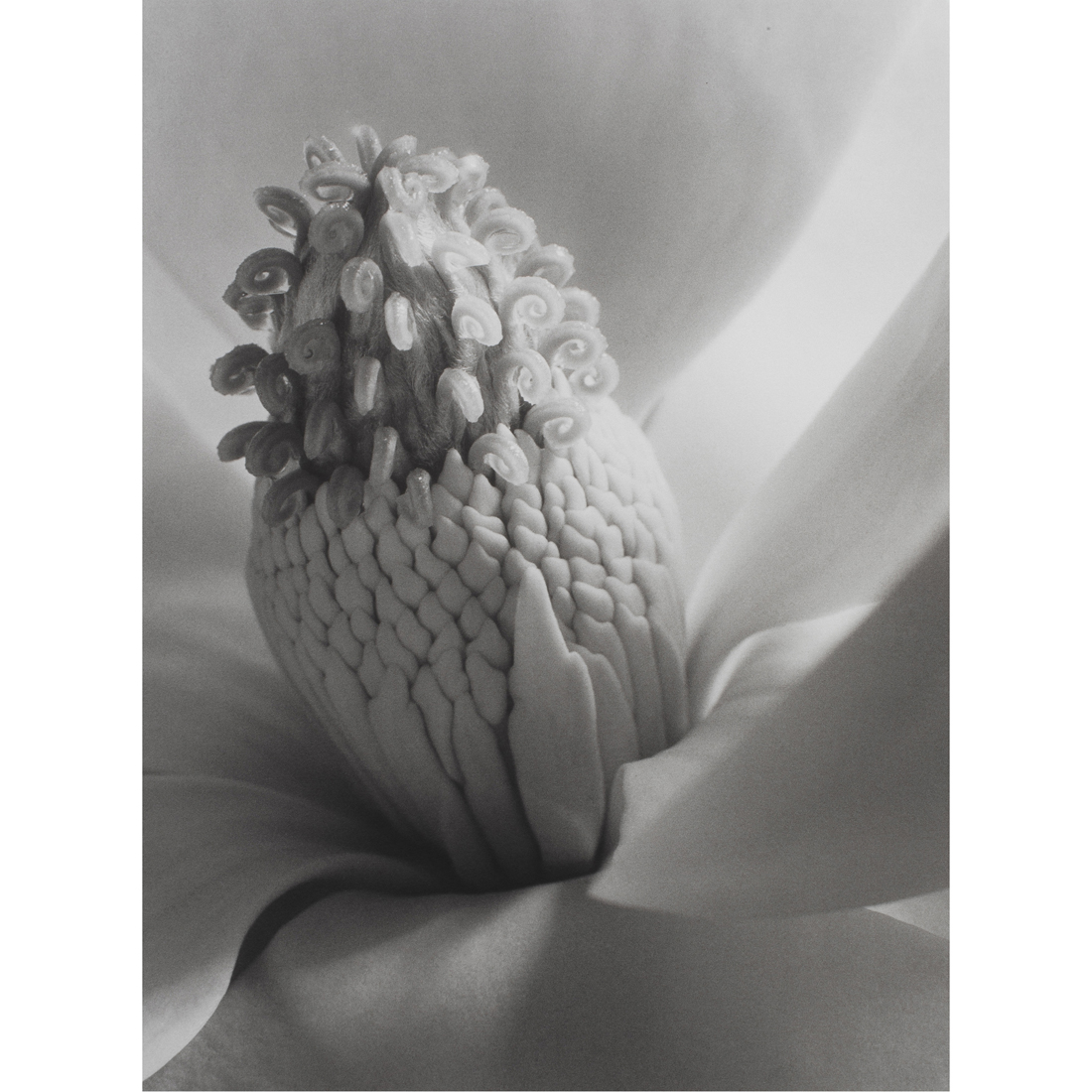 PHOTOGRAPH, IMOGEN CUNNINGHAM Imogen