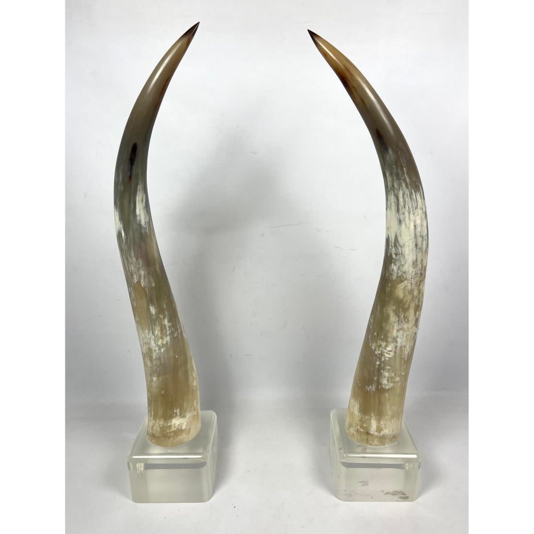 Pair Natural steer Horn Table Sculptures.