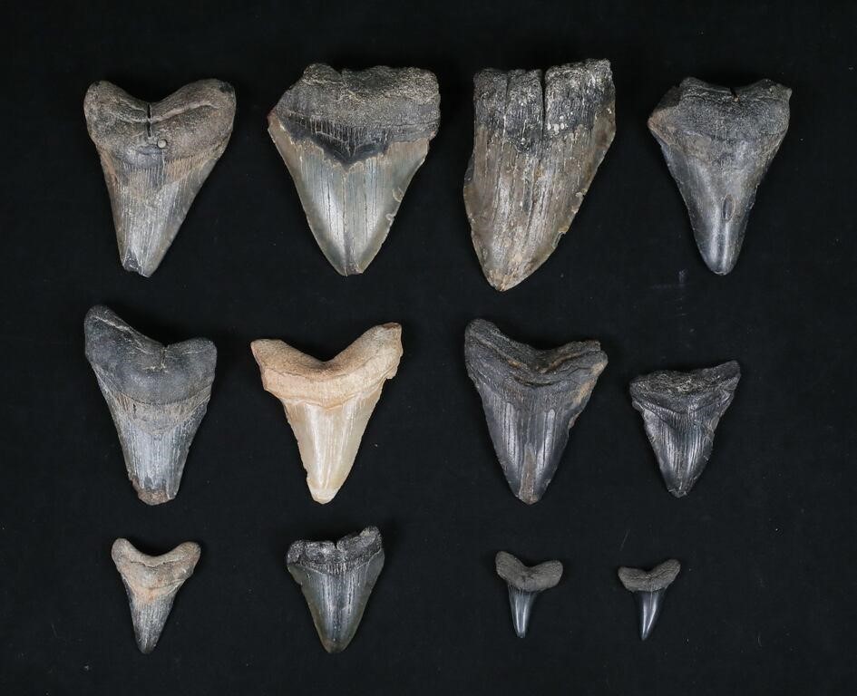 LOT OF 12 MEGALODON & SHARK TEETHCollection