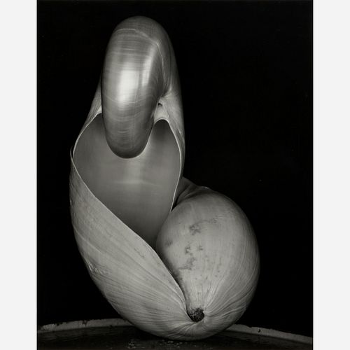 EDWARD WESTON TWO SHELLS GELATIN 3cffa4