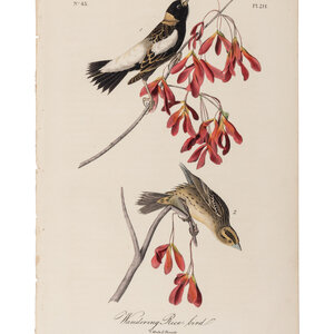 AUDUBON, John James (1785-1851),