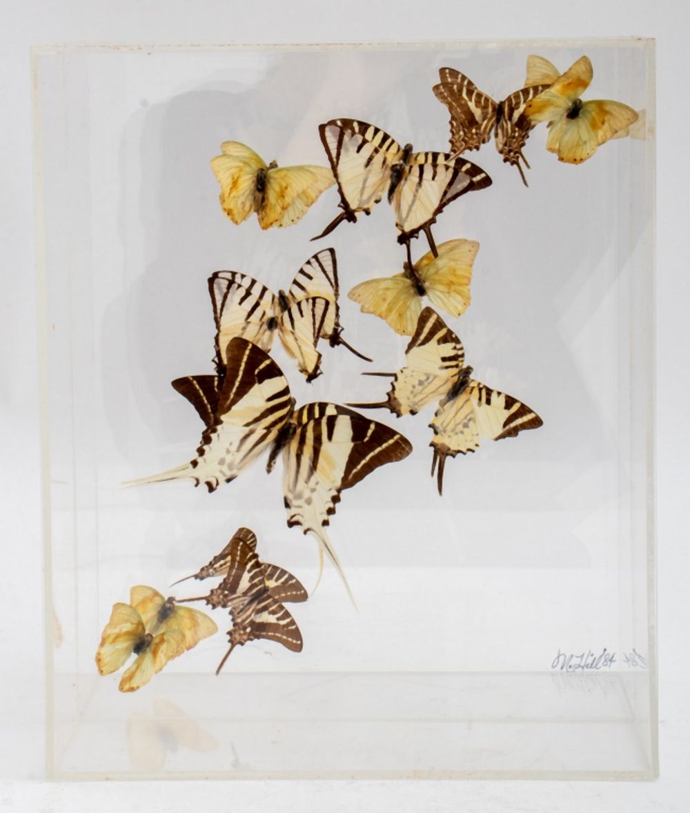 MARSHELL HILL BUTTERFLY SPECIMEN BOX,