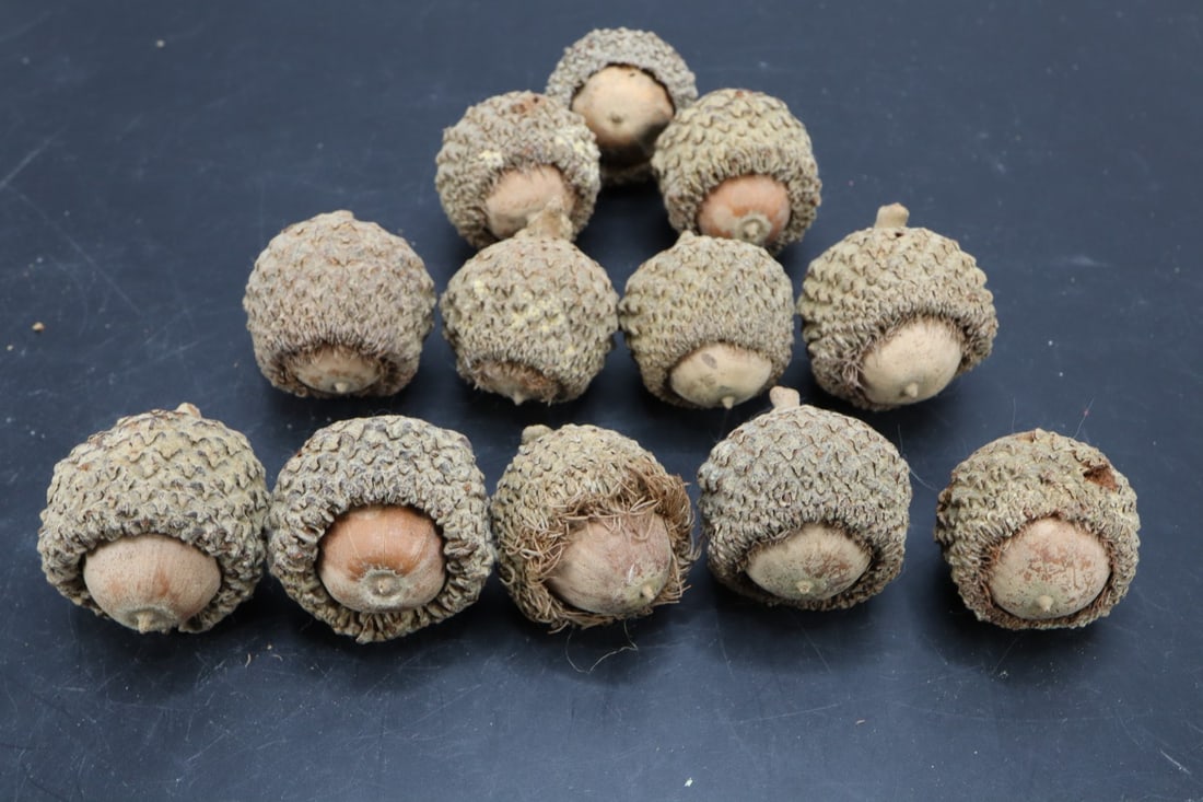 1 DOZEN OAK ACORNS1 DOZEN OAK