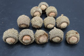 1 DOZEN OAK ACORNS<br>1 DOZEN