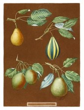 1 piece.  Aquatint Etching, Pr