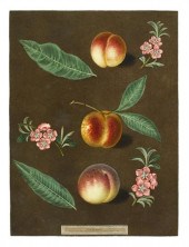 1 piece.  Aquatint Etching, Pr