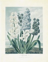1 piece.  Aquatint, Stipple &