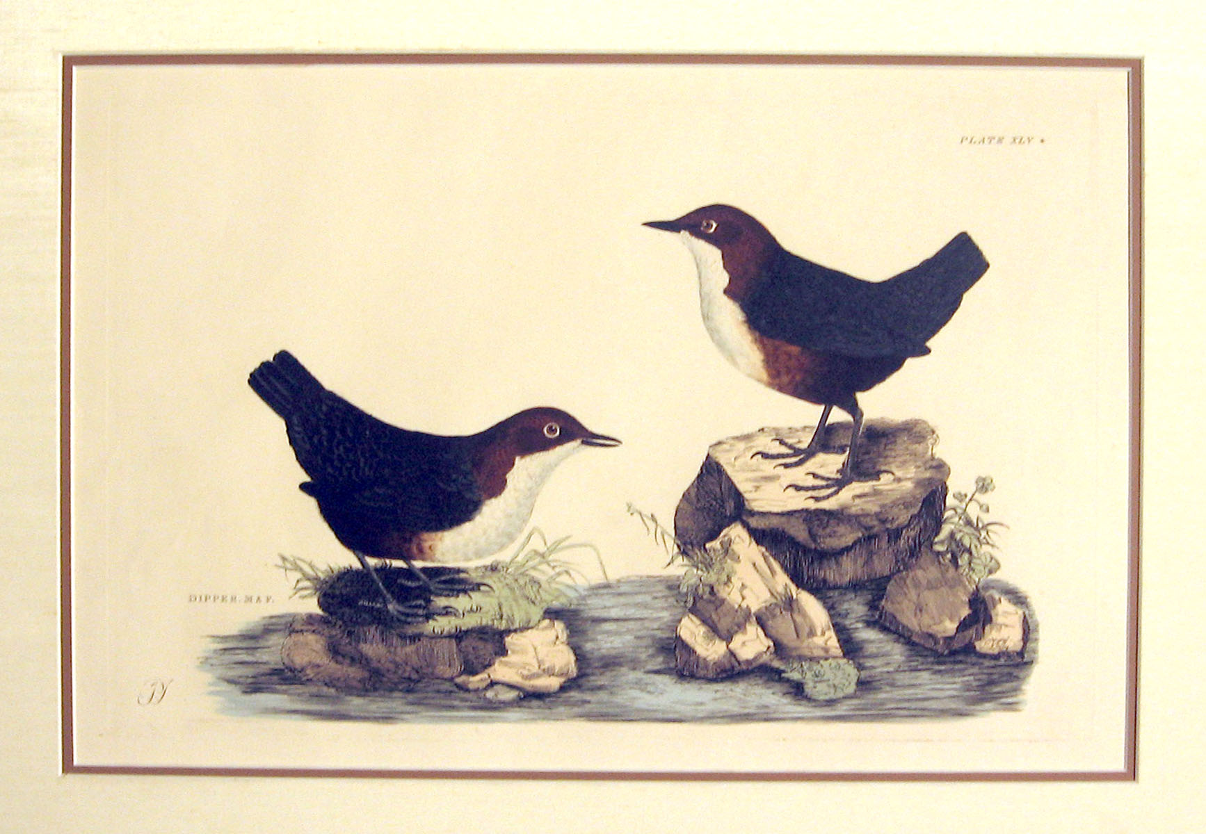 1 piece.  Hand-Colored Engraving.