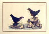 1 piece.  Hand-Colored Engravi