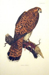 1 piece.  Hand-Colored Engravi