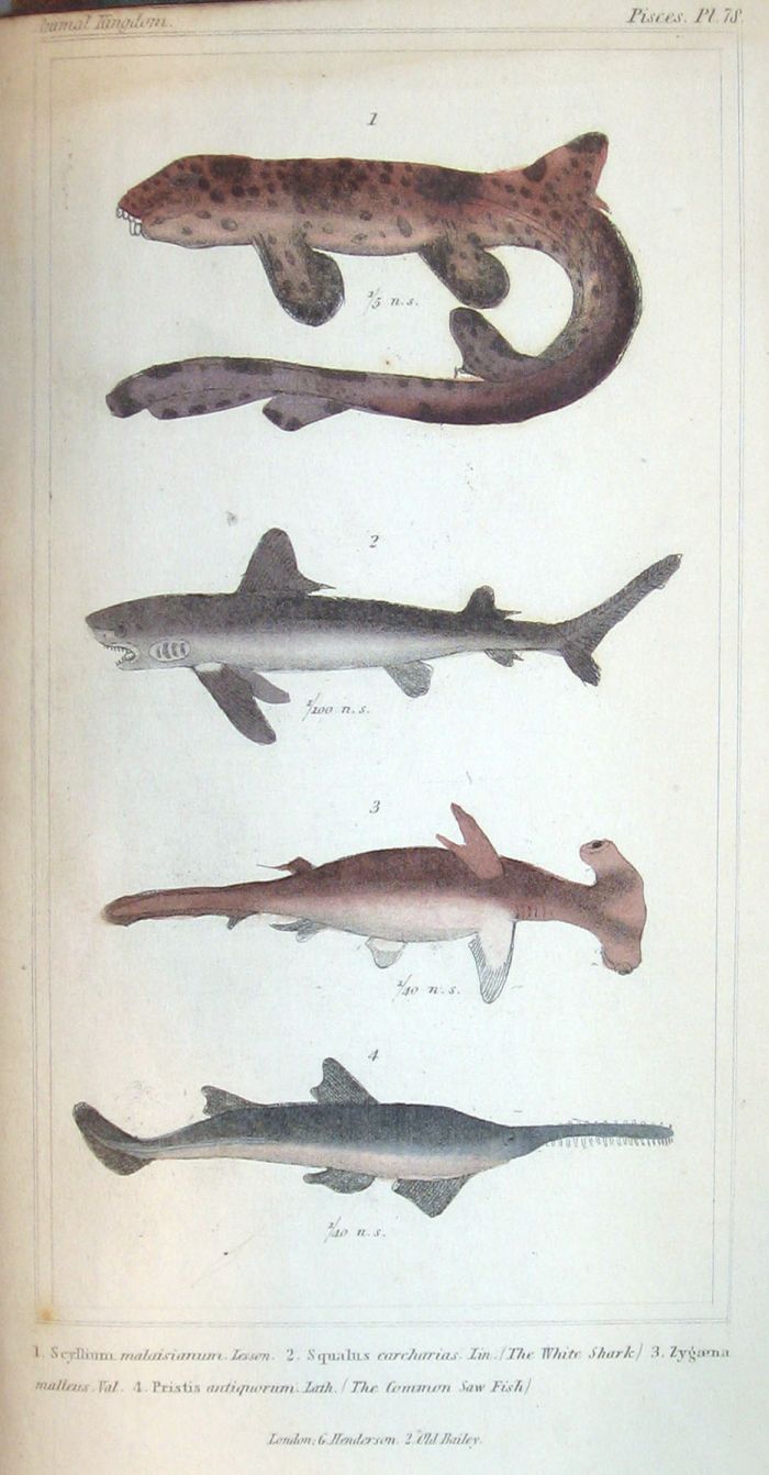 1 vol.  Cuvier, Georges L.C.,