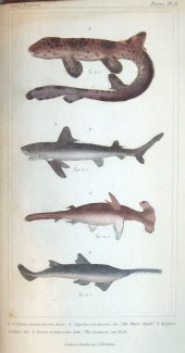 1 vol.  Cuvier, Georges L.C.,