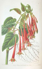 1 vol.  Edwards, Sydenham Teak