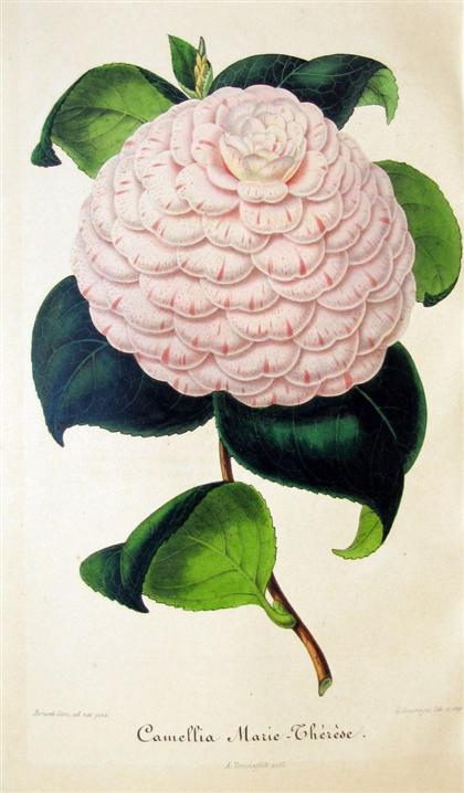 1 vol.  Nouvelle Iconographie des