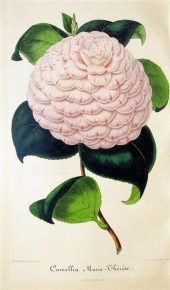 1 vol.  Nouvelle Iconographie