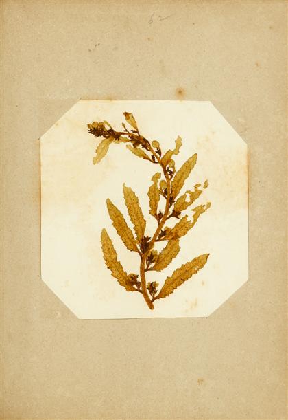 1 vol.  (Seaweed Album.)