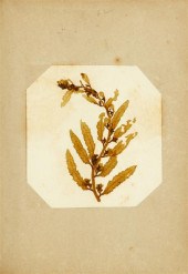 1 vol.  (Seaweed Album.) "Seaw