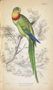 1 vol.   Selby, Prideaux J. Pa