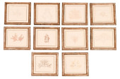 10 ANTIQUE DRIED & FRAMED MARI