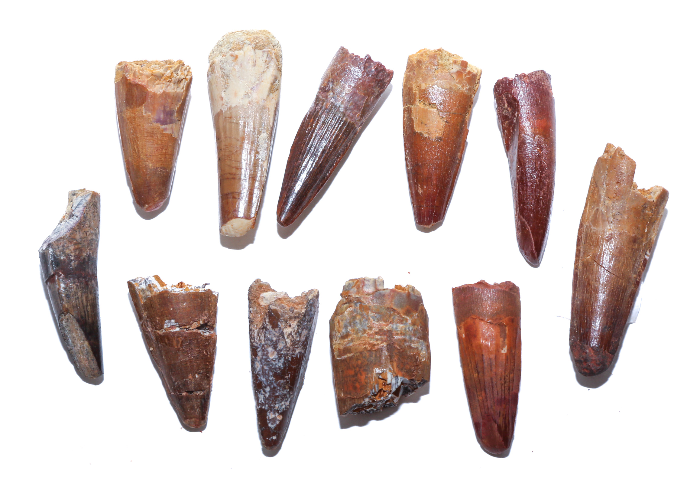 10 FOSSIL SPINOSAURUS & OTHER