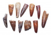 10 FOSSIL SPINOSAURUS & OTHER