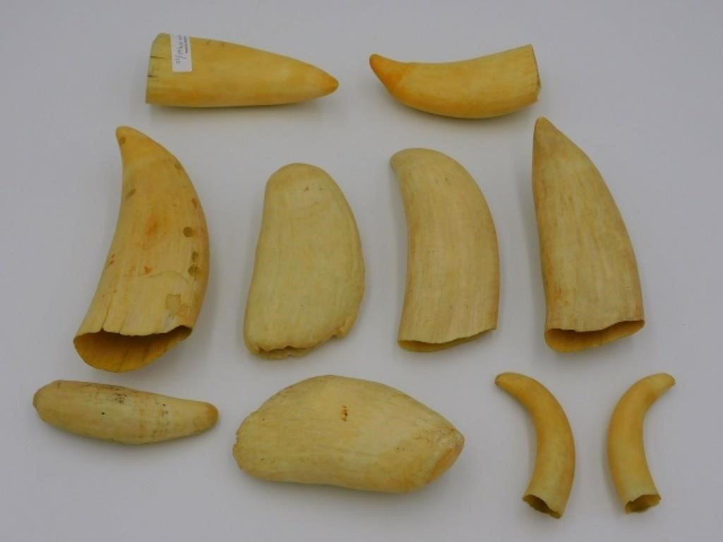 (10) RAW SPERM WHALE'S TEETH.