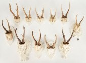 11 BLACK FOREST ROE DEER ANTLE