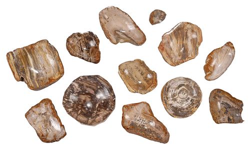 11 PETRIFIED WOOD BOWLS20th