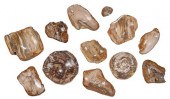 11 PETRIFIED WOOD BOWLS20th ce