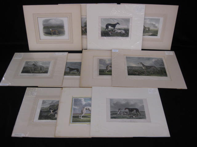 12 Engravings of Various Dogs