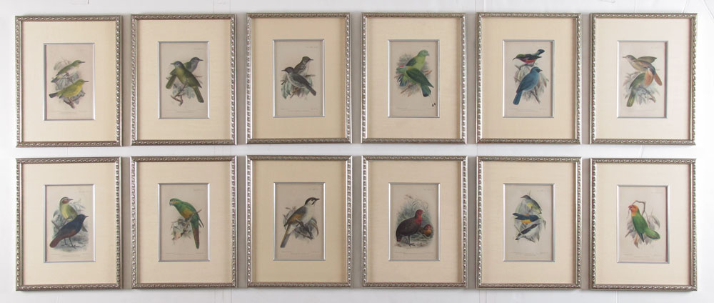 12 ORINTHOLOGICAL BIRD PRINTS