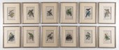 12 ORINTHOLOGICAL BIRD PRINTS